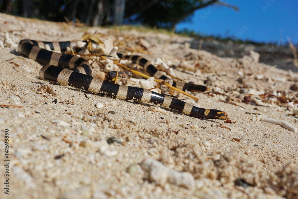 Fototapeta premium Sea snake banded sea krait, Laticauda colubrina, on a sandy seashore, south Pacific ocean, New Caledonia 