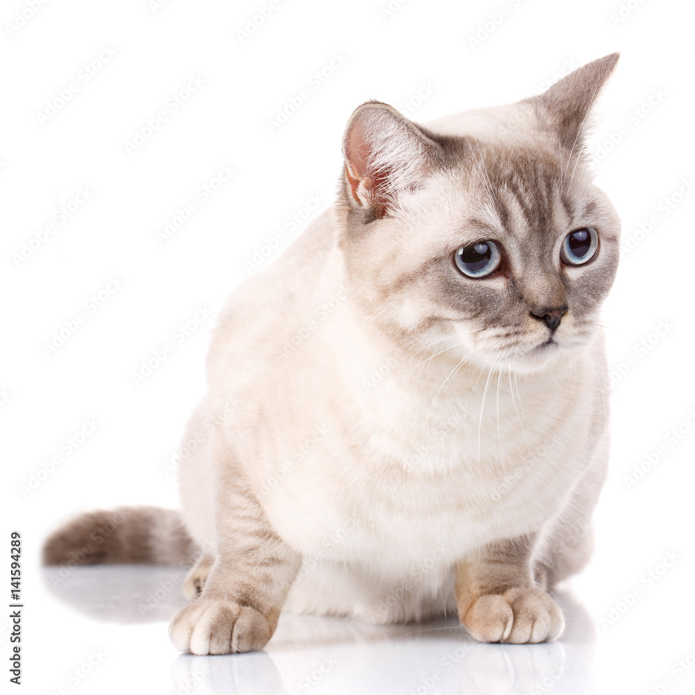 Silver scottish kitten Silver scottish kitten