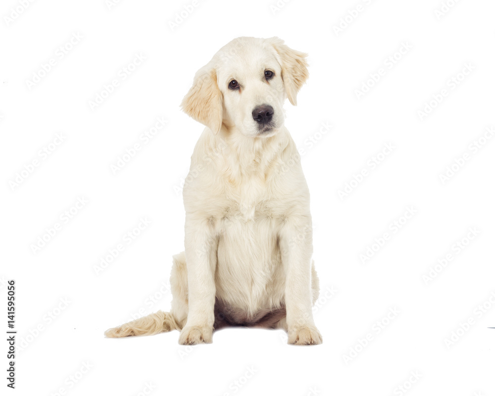 Golden retriever dog Golden retriever dog
