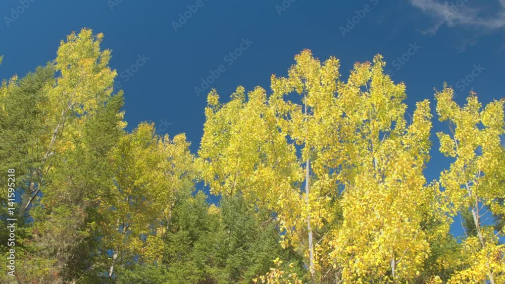 CLOSE UP, LOW ANGLE: A lace of yellow turning leaves against clear blue sky in beautiful mixed deciduous and coniferous forest. A grove of trees in woodland burn in sunflame-gold on sunny autumn day CLOSE UP, LOW ANGLE: A lace of yellow turning leaves against clear blue sky in beautiful mixed deciduous and coniferous forest. A grove of trees in woodland burn in sunflame-gold on sunny autumn day