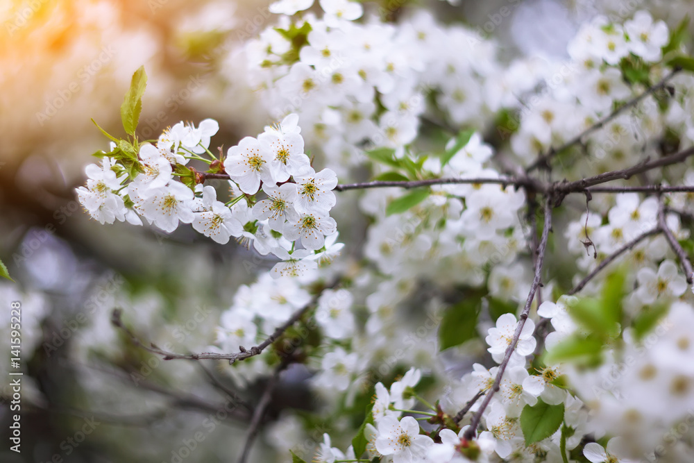Flowers of the cherry blossoms on a spring day Flowers of the cherry blossoms on a spring day