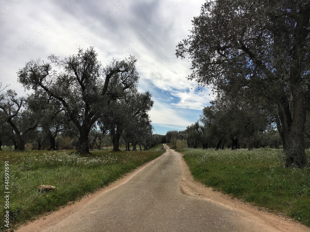 Fototapeta premium Parco Paduli