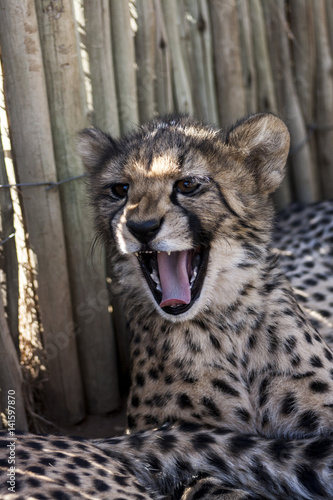 Cheetah in africa