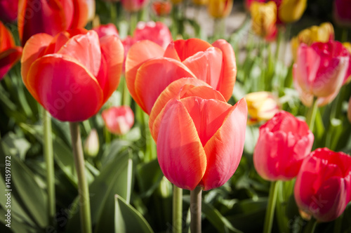 Basel, Tulpen, rote Tulpen, Tulpenfeld, Tulpenstrauss, Blumenstrauss, Frühlingsblume, Zwiebelblume, Frühling, Frühlingssonne, Schweiz