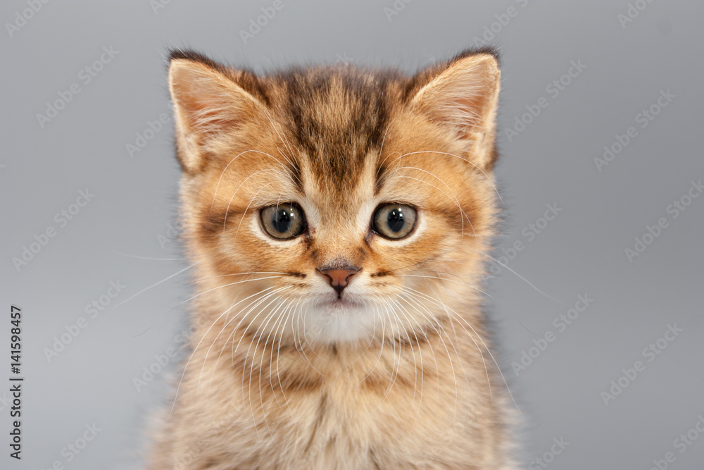 Little cute funny kittens on a gray background Little cute funny kittens on a gray background
