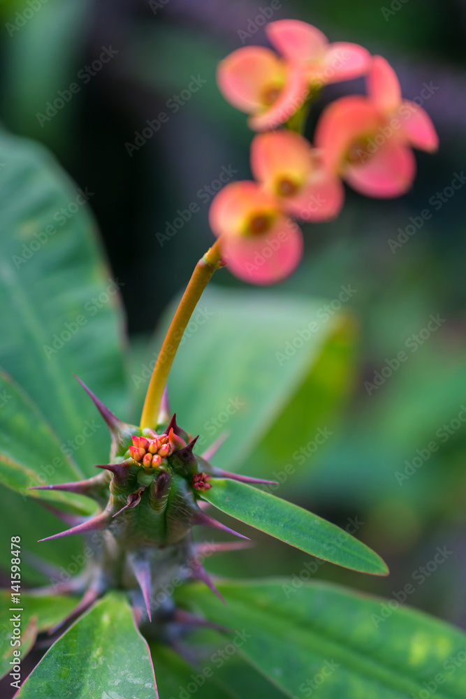 macro detail of a tropical cactus with little colorful flowers in a greenhouse (euphorbia milii variegata bosseri) macro detail of a tropical cactus with little colorful flowers in a greenhouse (euphorbia milii variegata bosseri)