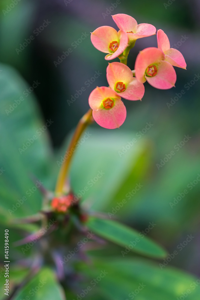 macro detail of a tropical cactus with little colorful flowers in a greenhouse (euphorbia milii variegata bosseri) macro detail of a tropical cactus with little colorful flowers in a greenhouse (euphorbia milii variegata bosseri)