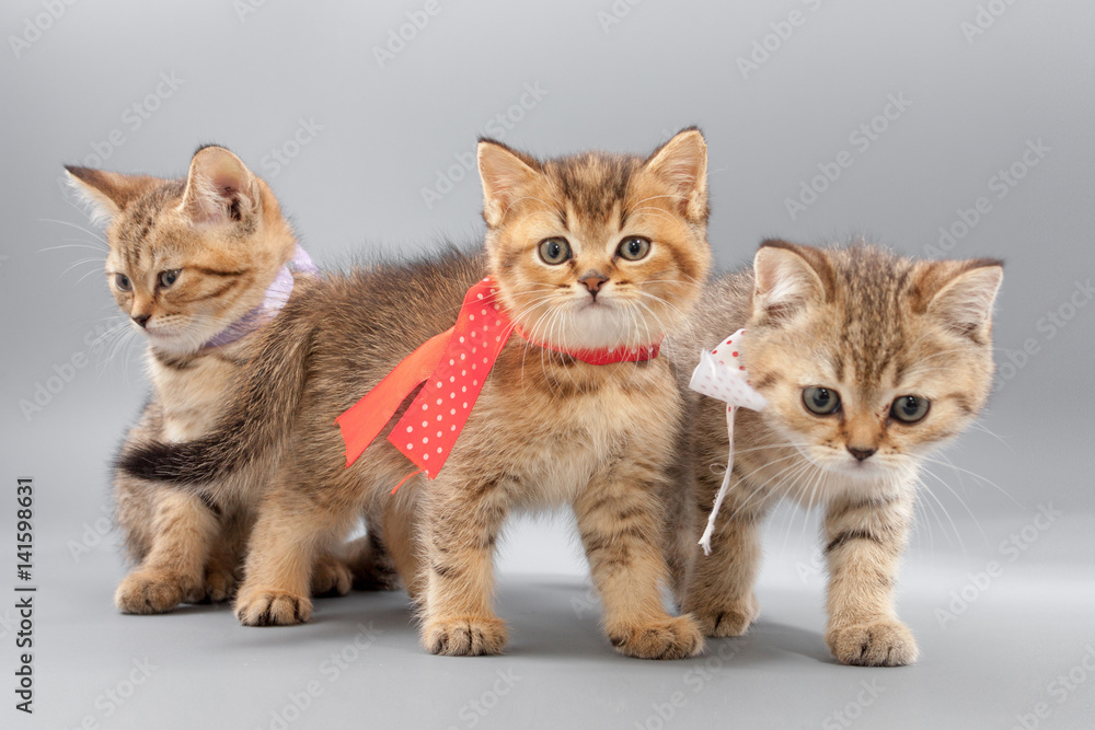 Little cute funny kittens on a gray background Little cute funny kittens on a gray background