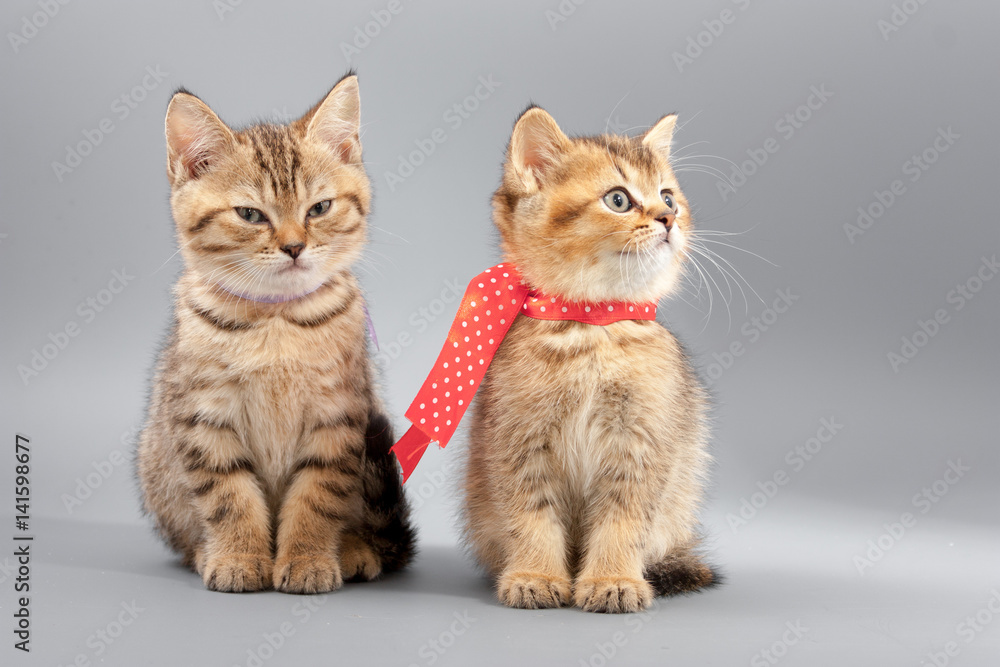 Little cute funny kittens on a gray background Little cute funny kittens on a gray background