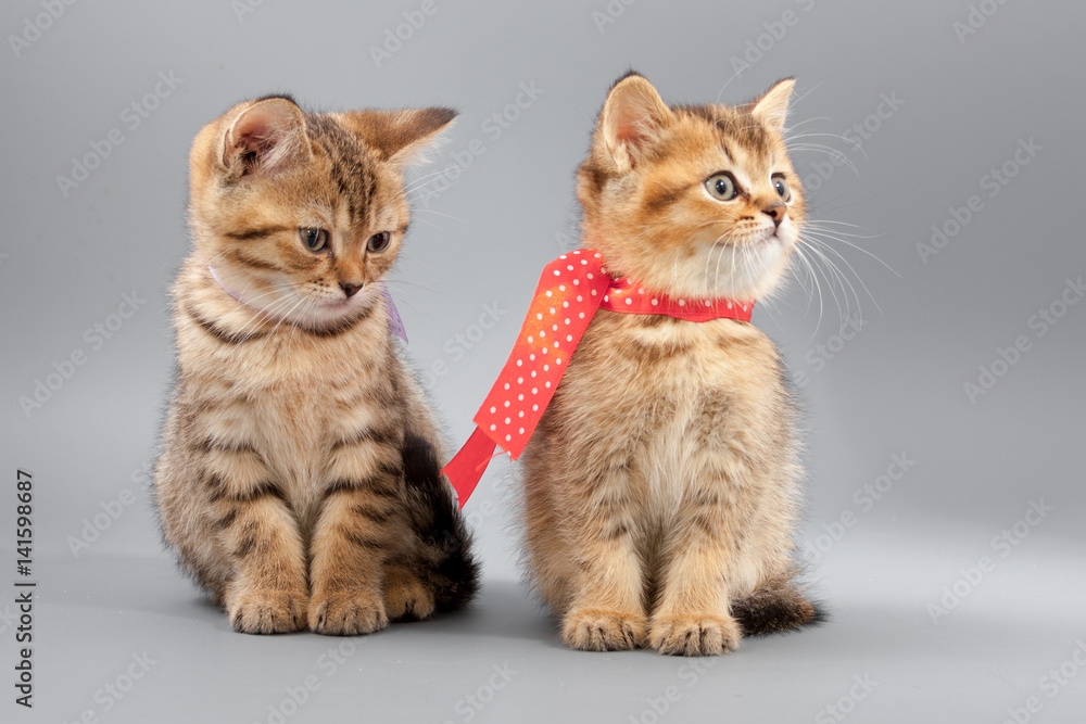 Fototapeta premium Little cute funny kittens on a gray background