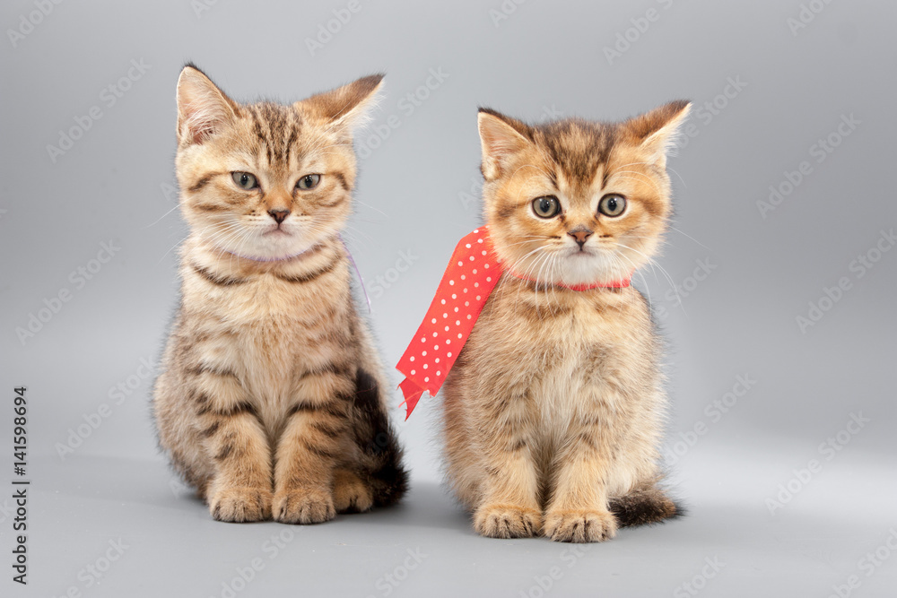 Little cute funny kittens on a gray background Little cute funny kittens on a gray background