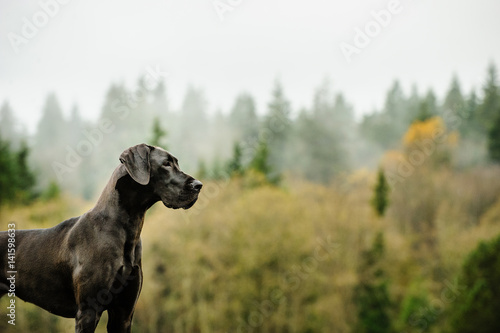 Great Dane dog standing by foggy forest