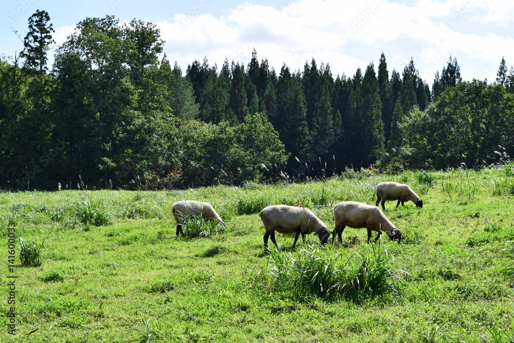 羊の放牧 ／ 山形県鶴岡市羽黒町川代にある月山高原牧場で、羊の放牧風景を撮影した写真です。この牧場は、約100haの緑のジュウタンが広がり、雄大な高原の中で牛や羊を眺められます。羊を放牧すると足腰が丈夫になる、広々とした牧場で運動することにより健全な羊になる、管理の手間が省ける、エサ代の削減など良いこと尽くしです。高原からの眺めは最高で、ひそかな観光ポイントになっています。
