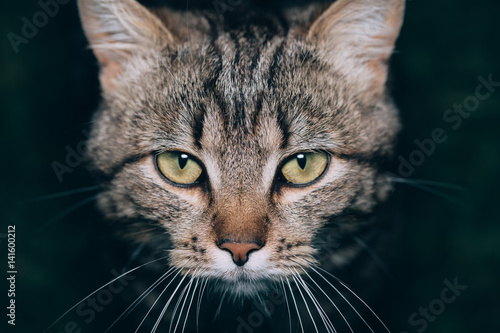 stripes brown cute cat portrait © serkucher