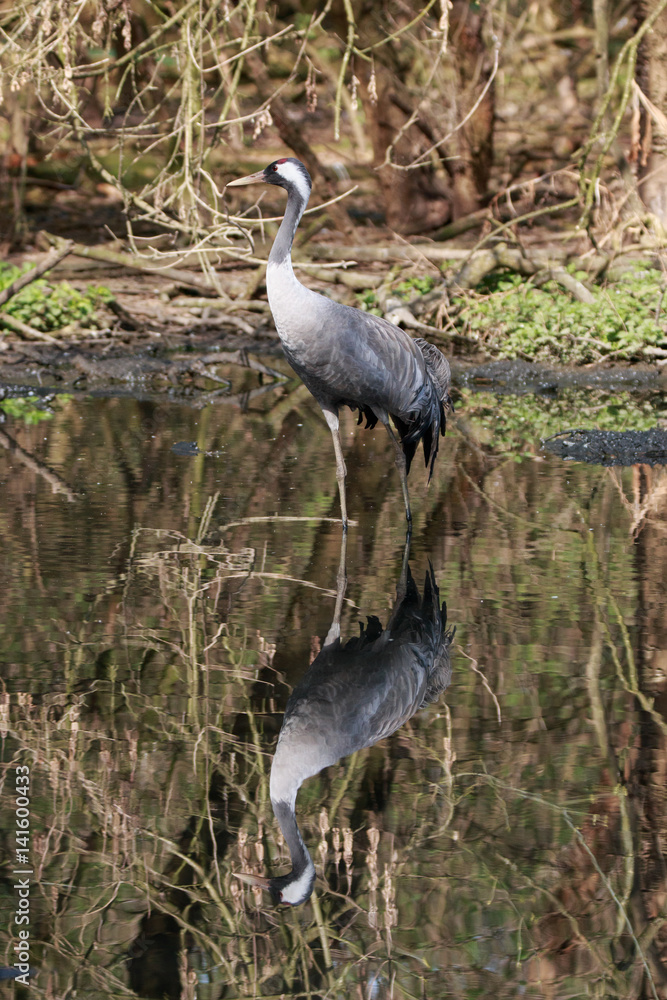 Fototapeta premium Airone cenerino (Ardea Cinerea)