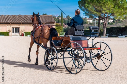 Attelage,dressage,maniabilité.