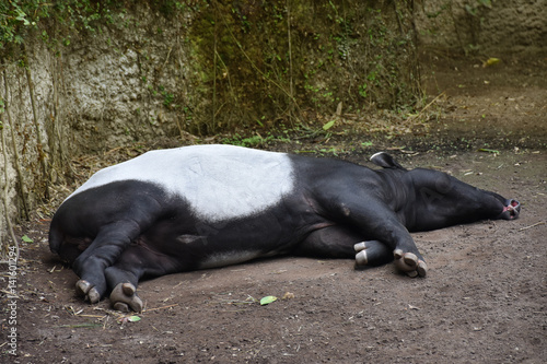 Photography Malayan Tapir, also called Asian Tapir (Tapirus indicus)