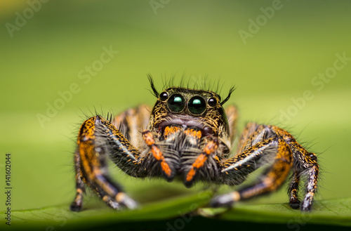 Jumping Spider on green leaf.