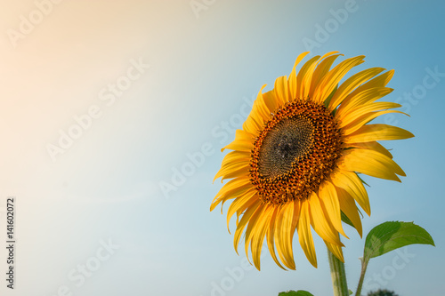 Beautiful sunflower and sun light form top left.