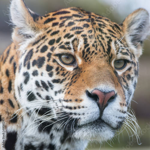 Leopard  panther  Panthera pardus