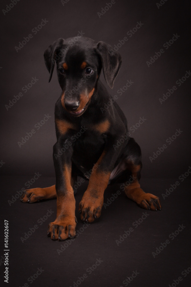 Doberman pinscher (Dobie) puppy
