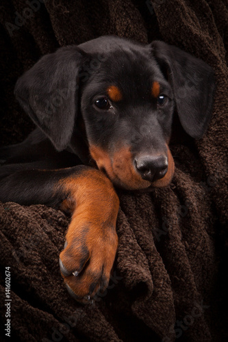 Doberman pinscher (Dobie) puppy © Bjorn B