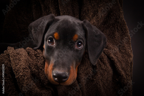 Fototapete Doberman pinscher (Dobie) puppy