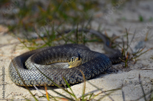 Grass snake (Natrix natrix) rolled up in a spiral on sand
