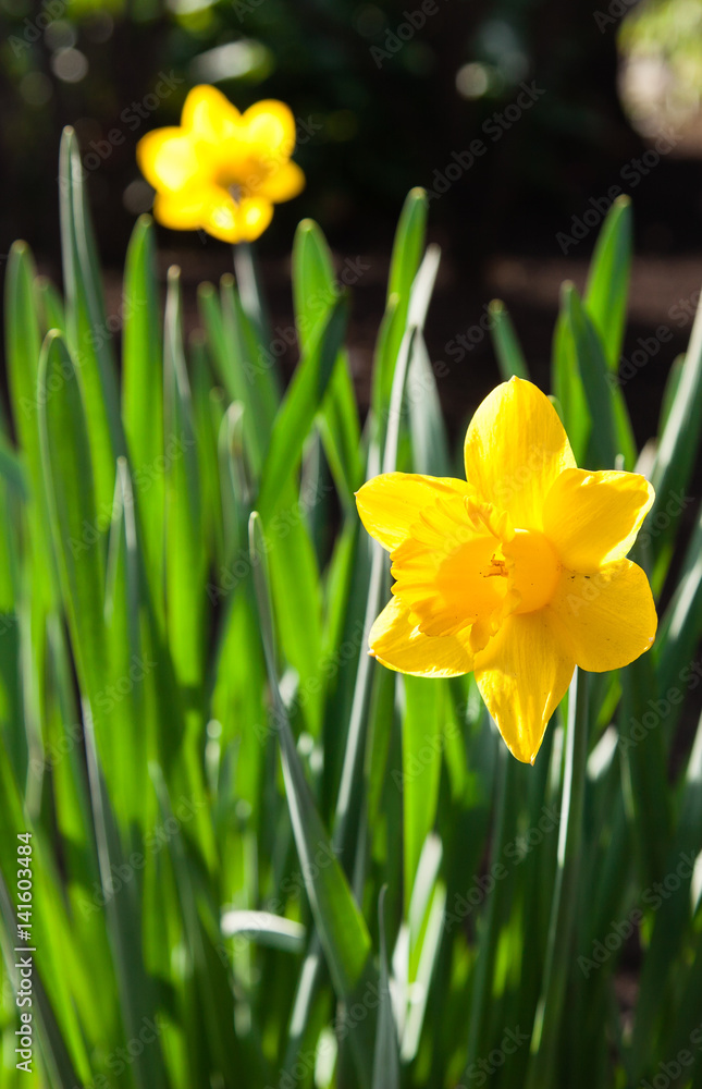 Narcissus blossom in park