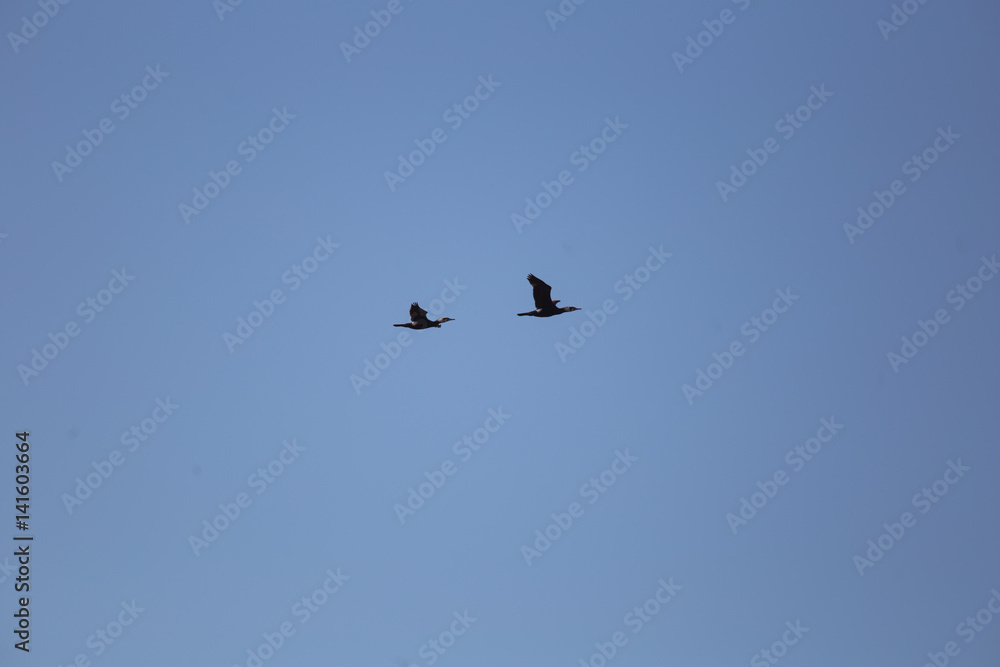 A beautiful flying cormorants on the blue sky background A beautiful flying cormorants on the blue sky background