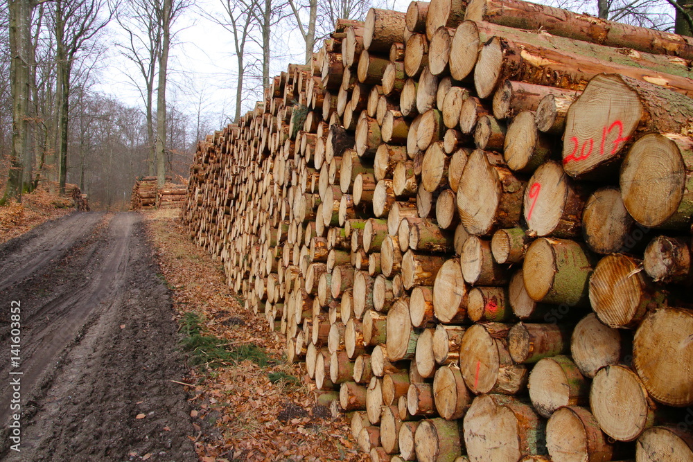 Large stack of firewood in the forest in March