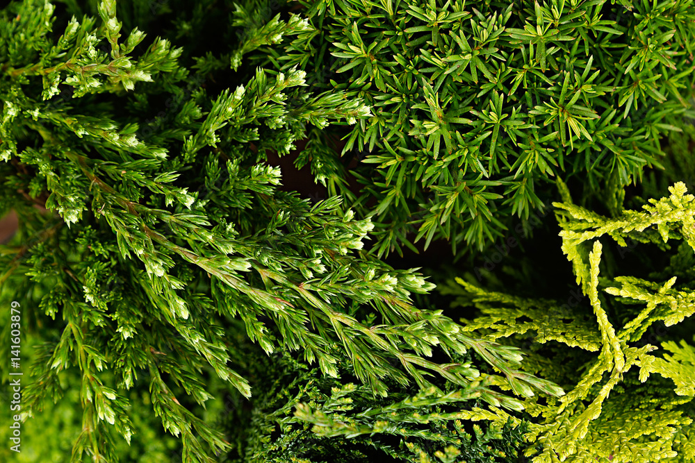 Young green different conifer branches top view close up background. Young green different conifer branches top view close up background.
