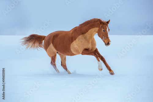 Fototapeta Naklejka Na Ścianę i Meble -  Red horse runs in snow on sky background