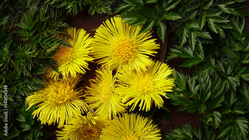 Yellow flowers in green leafy background