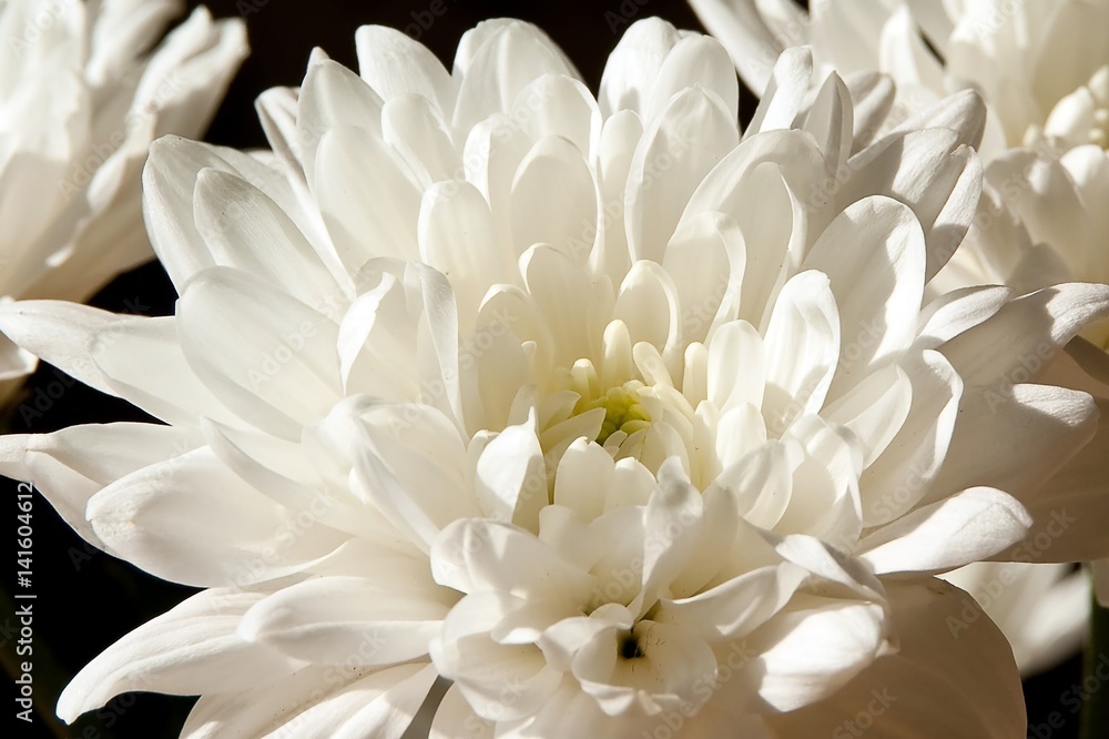 Close up blossom of beautiful, soft and delicate white chrysanthemum. Macro.
