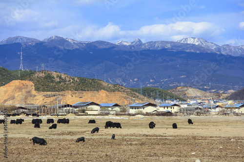 High snow mountains and Yaks in the field, scenery of Shangri-La (Zhongdian), Yunnan, China