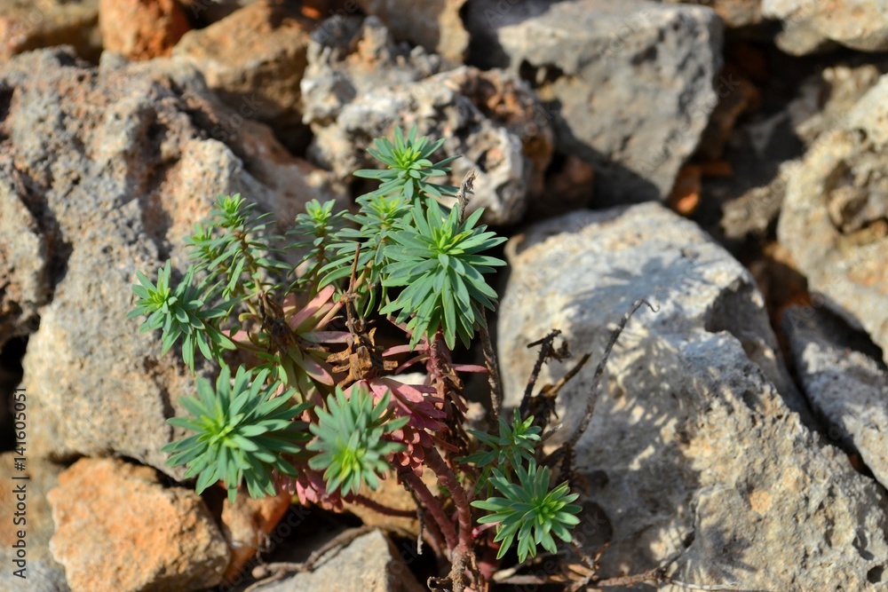 Plants on Stones Plants on Stones