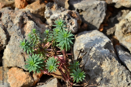 Plants on Stones