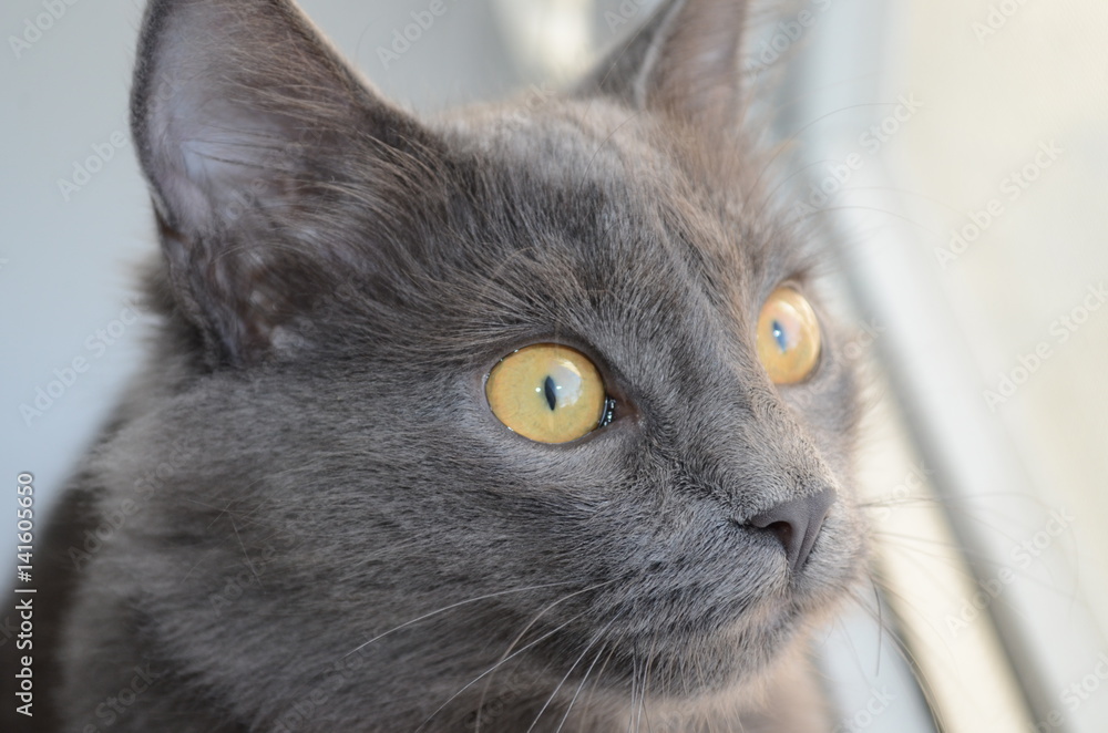 Gray cat with orange eyes looking in the window