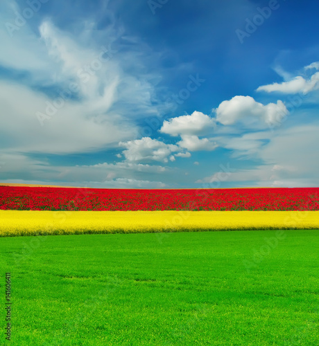 Tricolor field and sky with clouds. A strip of green field, yellow with flowering rape and, and red with poppies. A beautiful spring, summer background.
