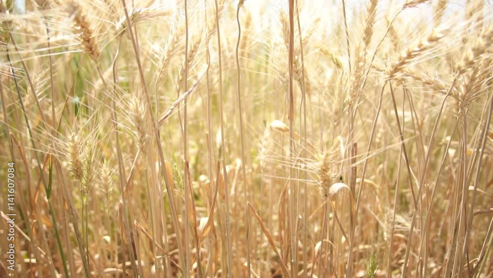 Green and golden barley field swaying in wind. Sunny clear sky day slow motion 4k Green and golden barley field swaying in wind. Sunny clear sky day slow motion 4k