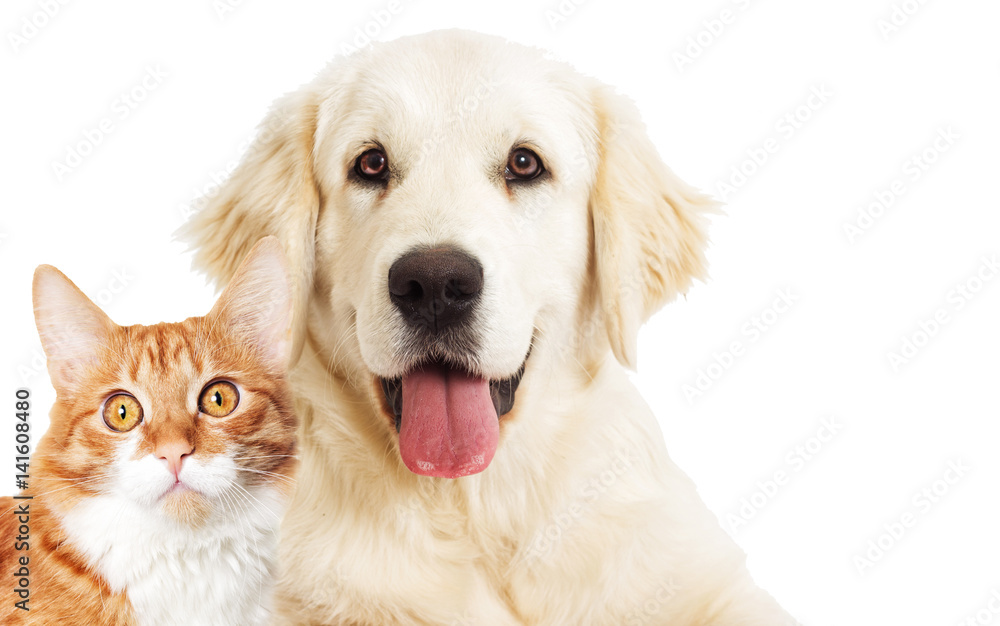 portrait Golden retriever and ginger cat looking portrait Golden retriever and ginger cat looking