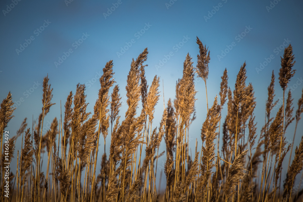 A beautiful reed pattern in a sunny spring day A beautiful reed pattern in a sunny spring day
