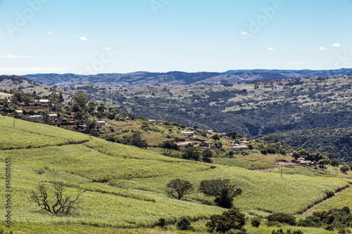 Sugar Cane Fields and Housing Against Rural Landscape Skyline