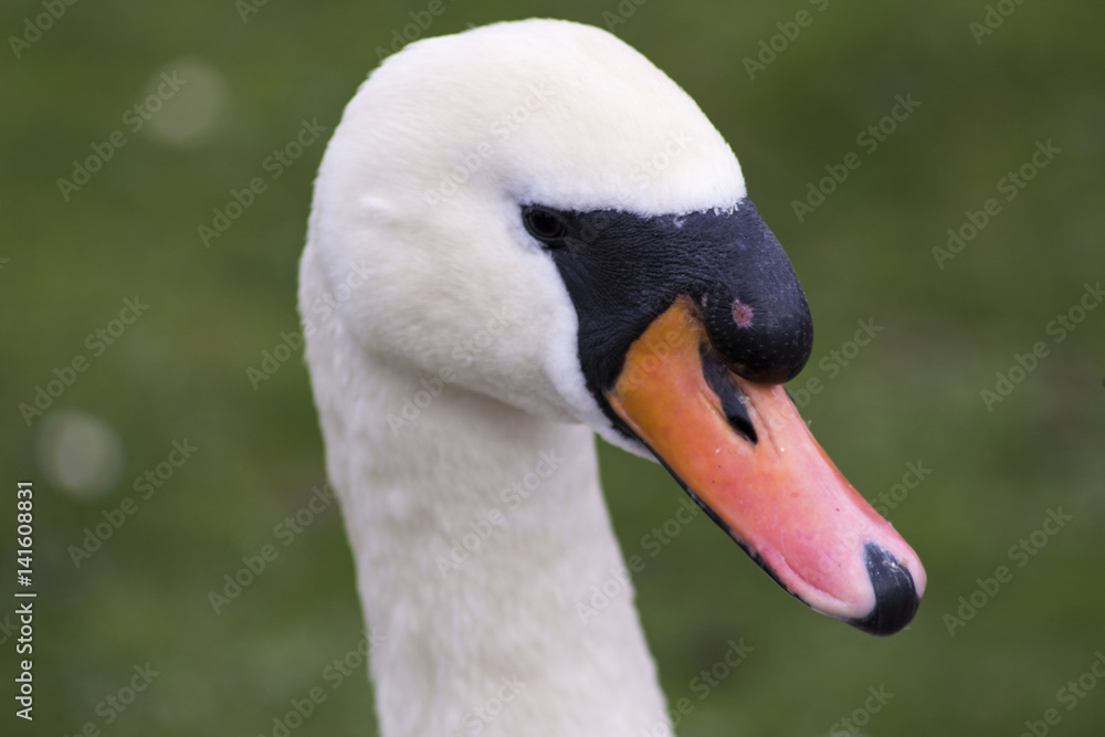 swan swan
