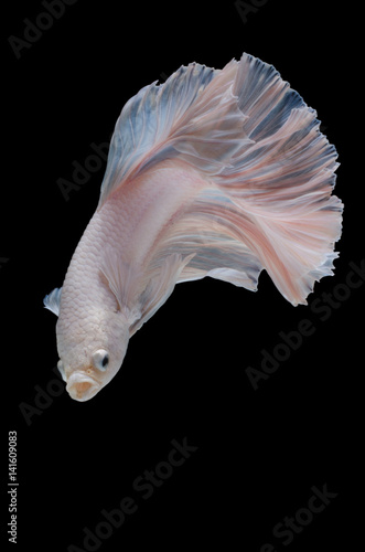 Betta fish,Siamese fighting fish in movement isolated on black background. © chaiwat