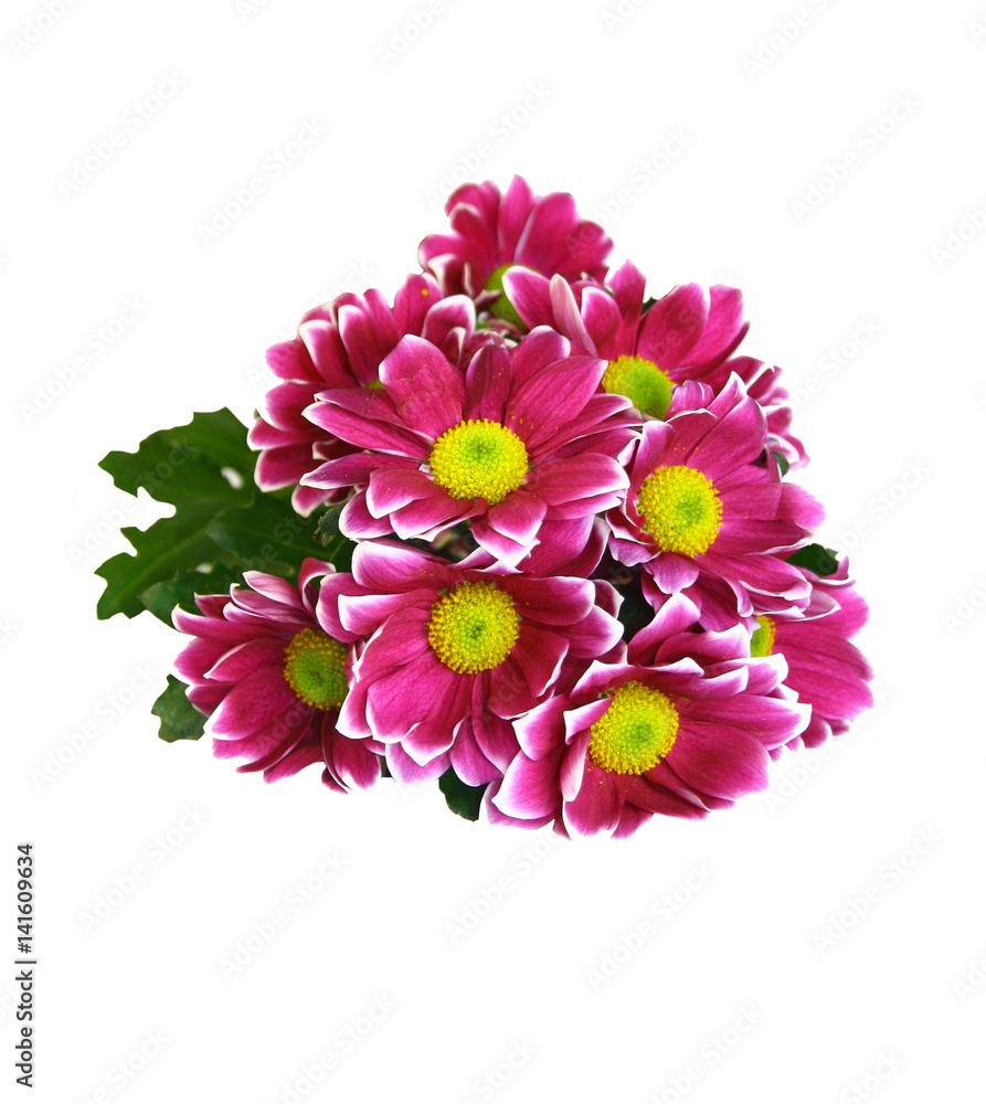 Poster, Print Un bouquet de chrysanthèmes rouges sur fond blanc, 35.7x40 cm