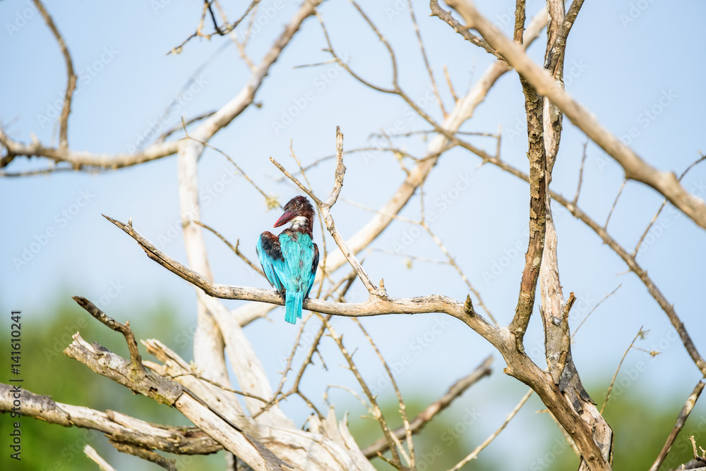 White-throated kingfisher or Halcyon smyrnensis White-throated kingfisher or Halcyon smyrnensis