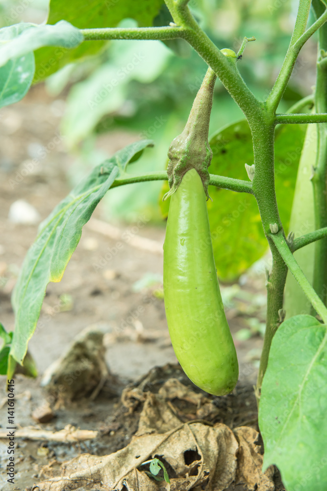 Green eggplant hanging on tree. Green eggplant hanging on tree.