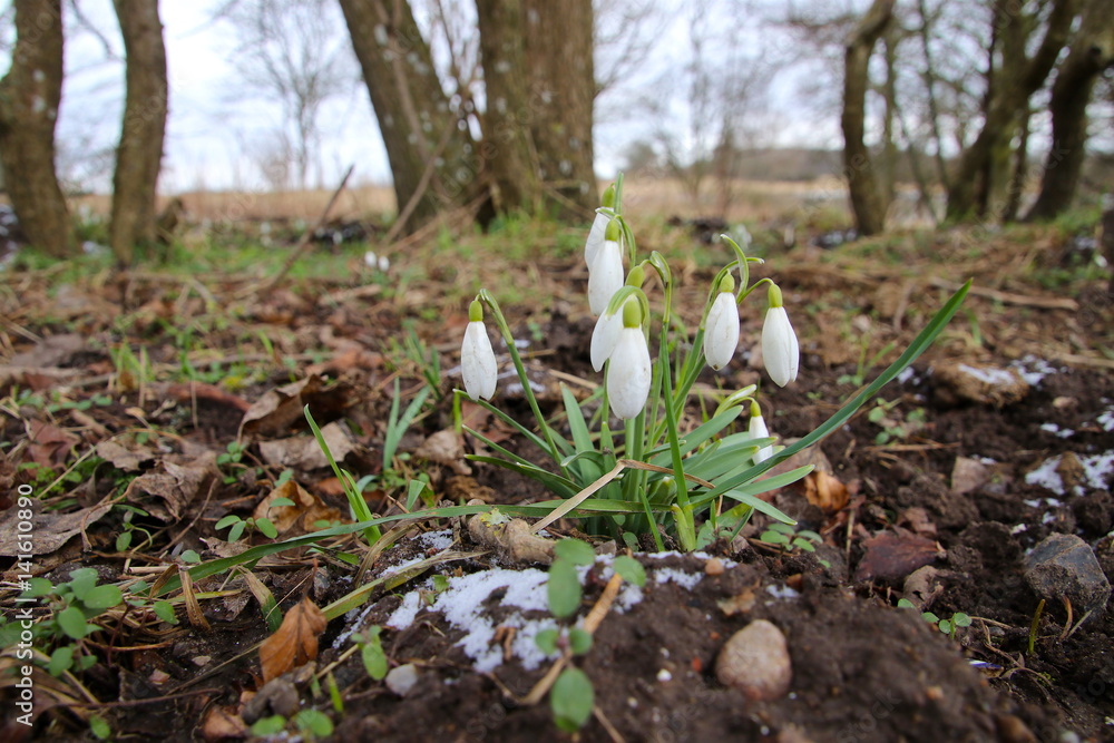 The first emerging snowdrops in March The first emerging snowdrops in March